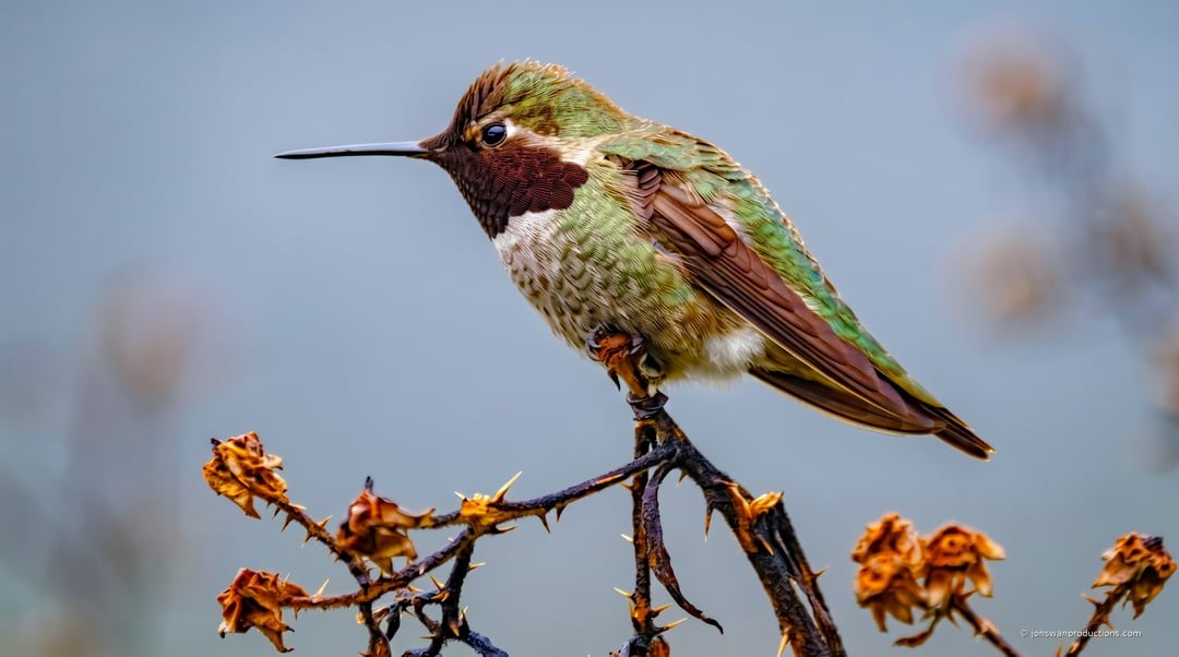 Anna's Hummingbird on dead blackberry canes in fall light