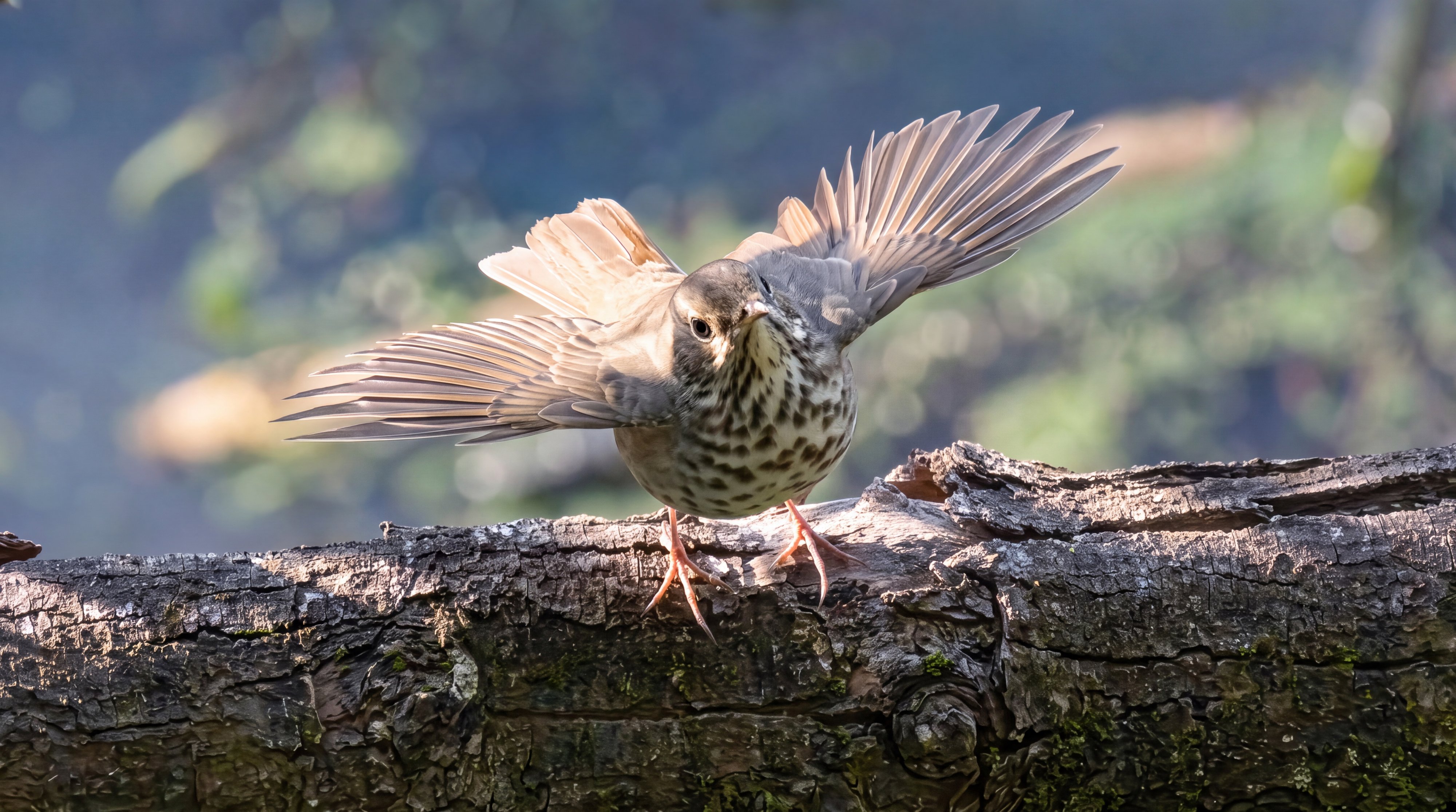 Hermit Thrush with both wings spread wide and backlit, every primary feather separated and translucent
