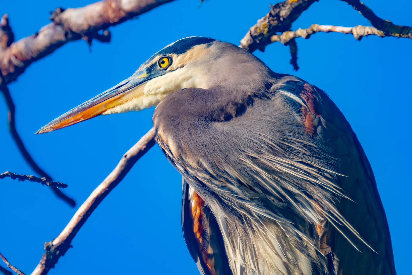  Up Close with a Great Blue Heron — Oaks Bottom Wildlife Refuge