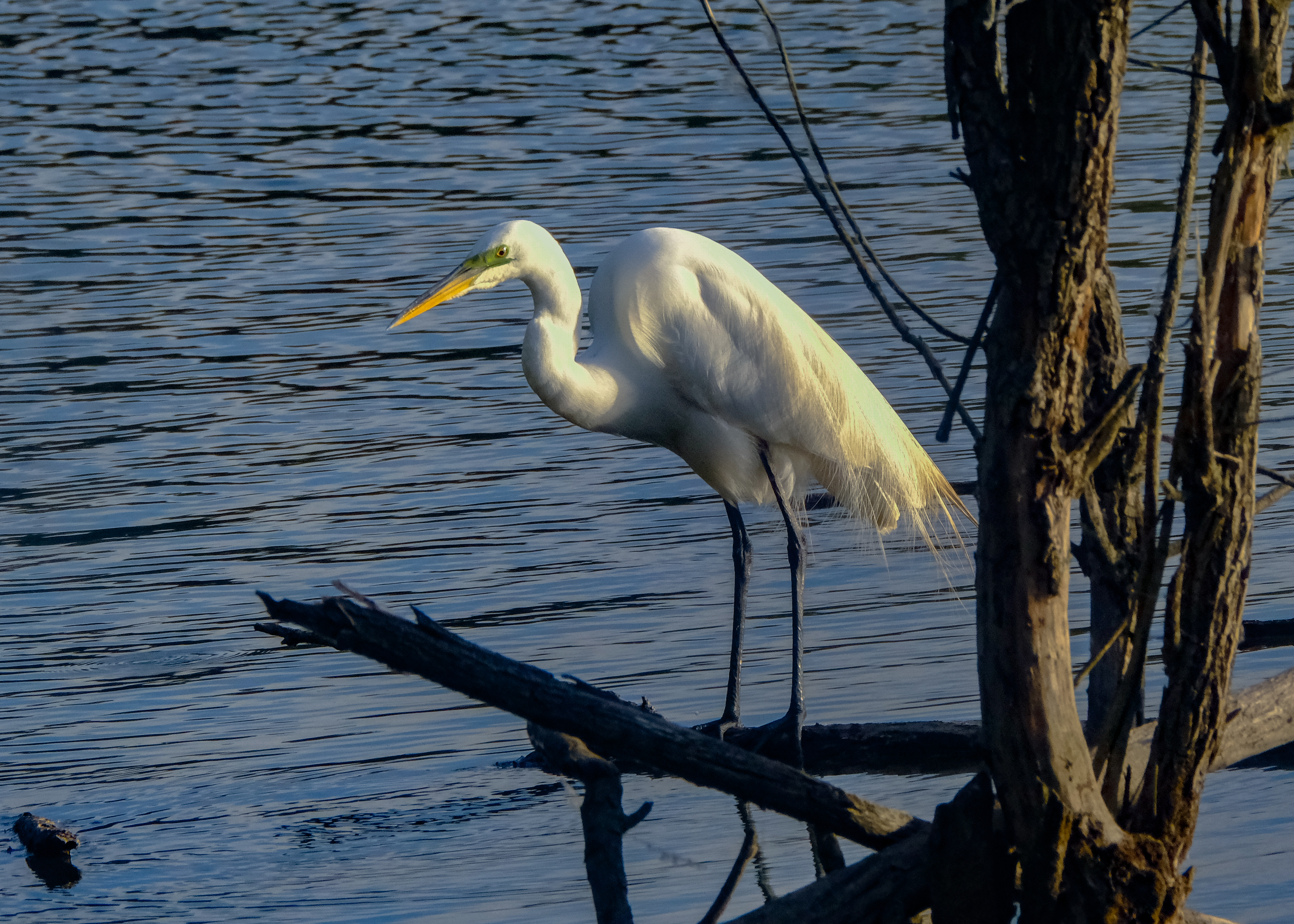 A great egret at the water's edge today