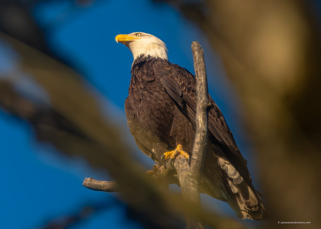Juvenile Bald Eagle at Oaks Bottom