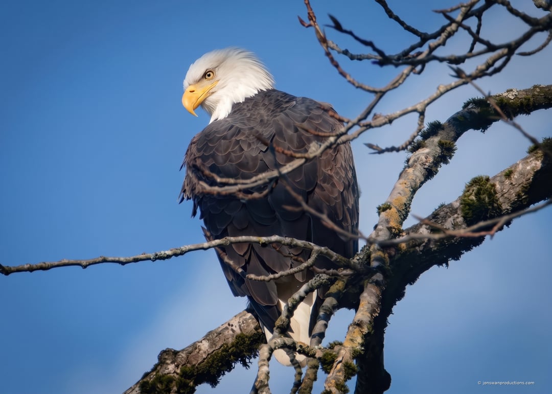 Bald eagle perched high on a bare branch turning to look back down over its shoulder at the camera