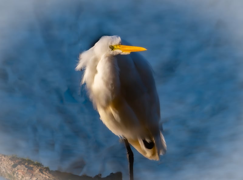 Great Egrets