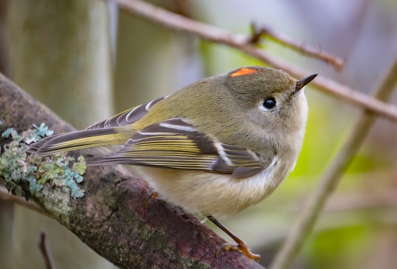 Ruby Crowned Kinglet