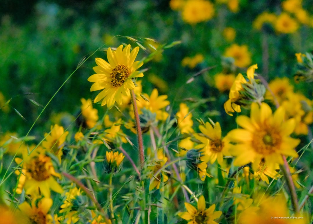 A field of yellow wildflowers at Oaks Bottom Wildlife Refuge