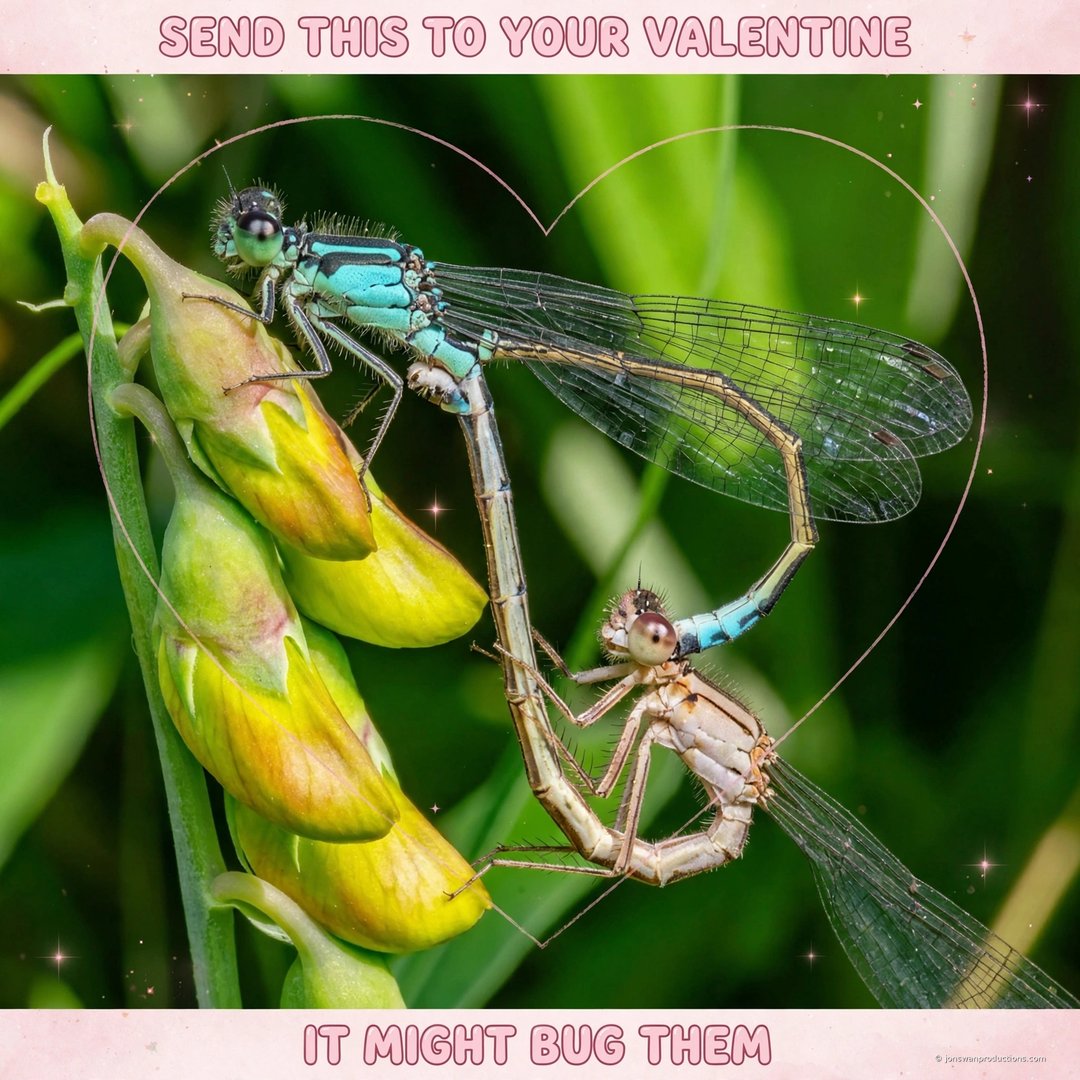 Valentine card made from a photograph of two damselflies mating in the heart shape, captioned send this to your valentine it might bug them