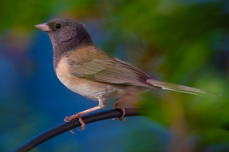 The Dark Eyed Junco