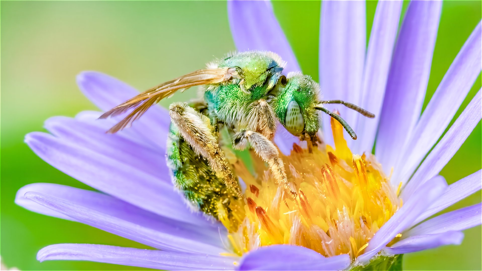 Female Green Sweat Bee — Portrait