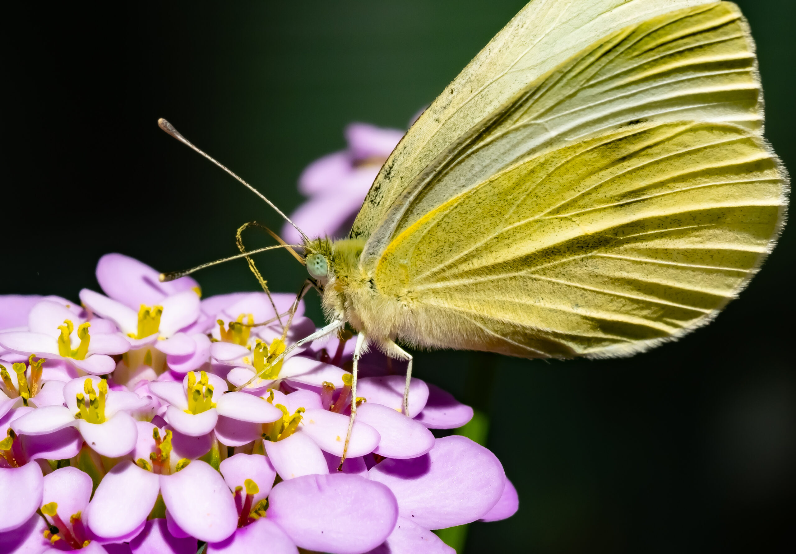 Cabbage White Butterfly