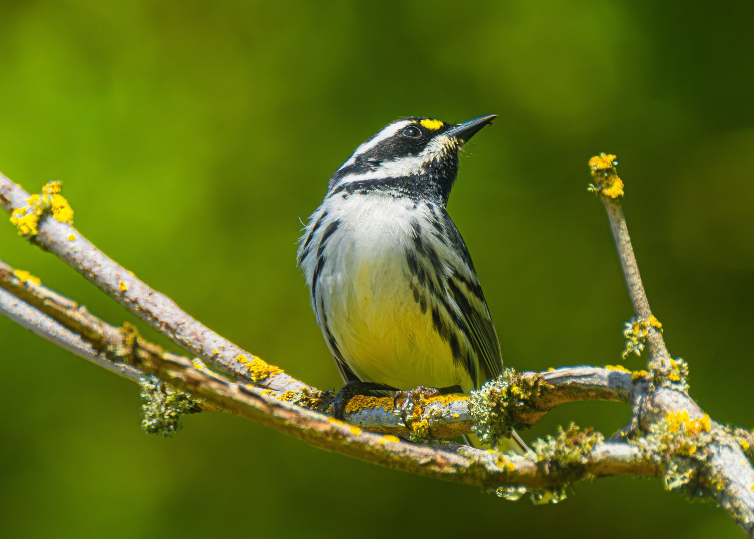 First Photos of a Black-throated Gray Warbler at Sellwood Park