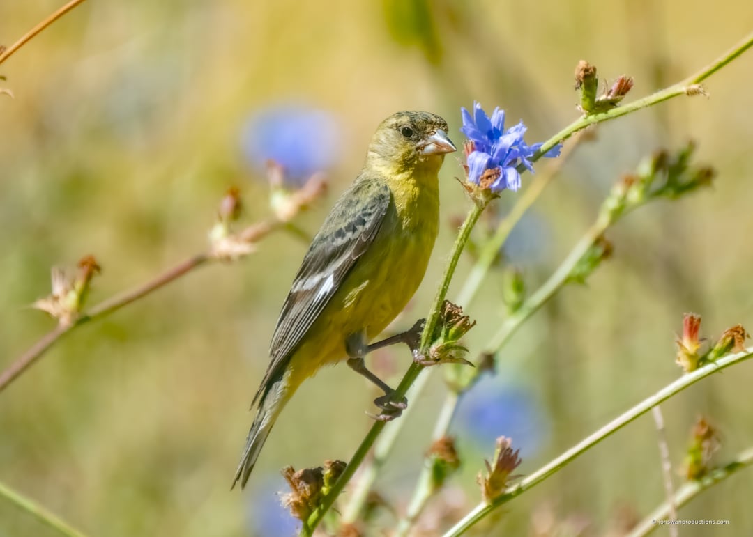 Lesser Goldfinch with purple flowers in the background