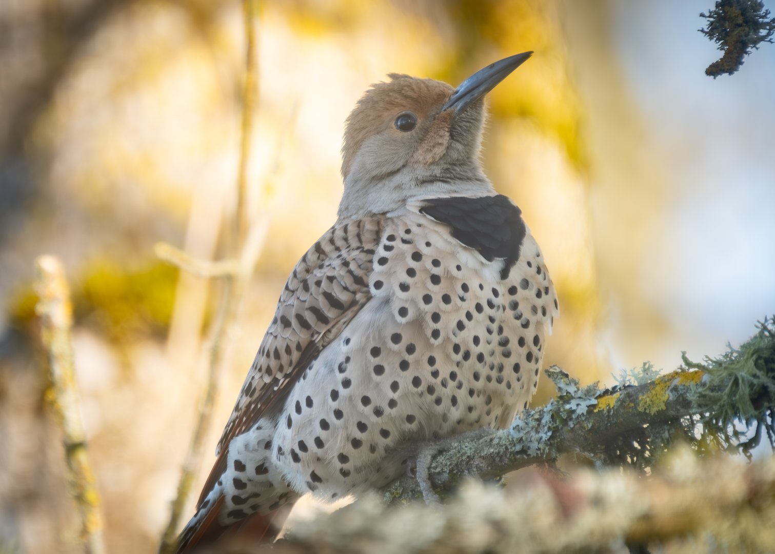 Female Northern Flicker at Oaks Bottom
