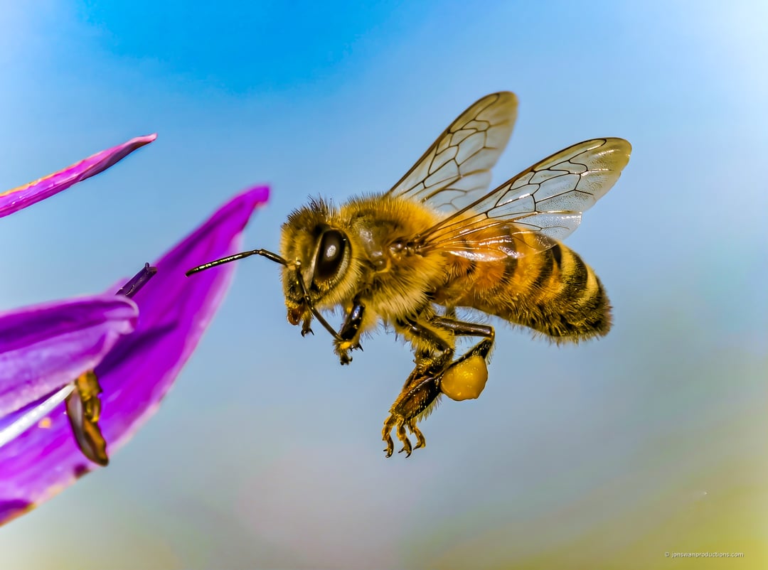 Honeybee worker carrying full orange pollen baskets on her hind legs