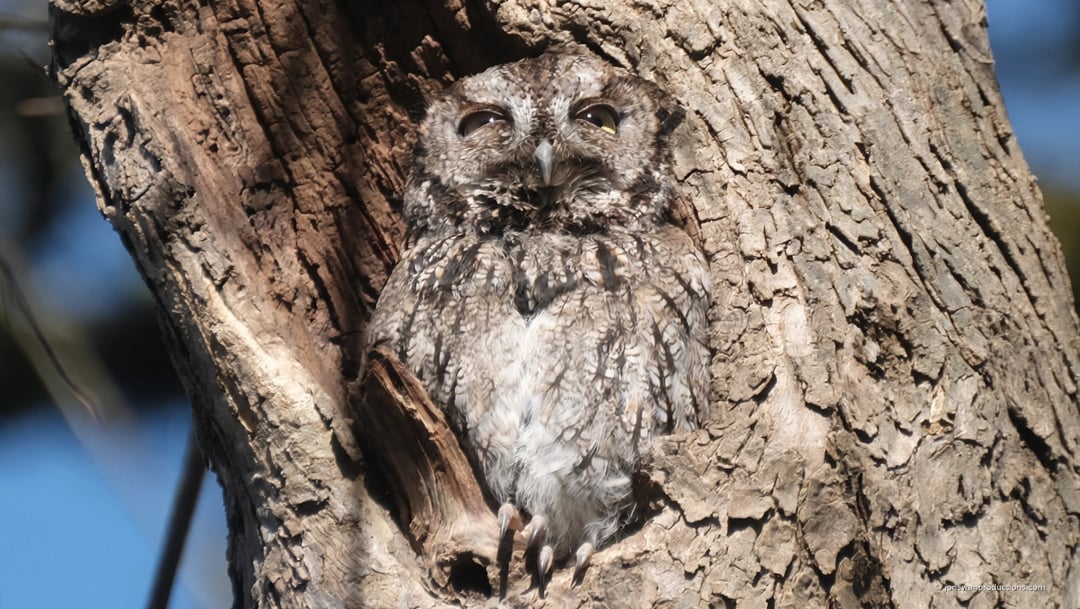 Adult western screech owl half asleep in a tree cavity at dusk