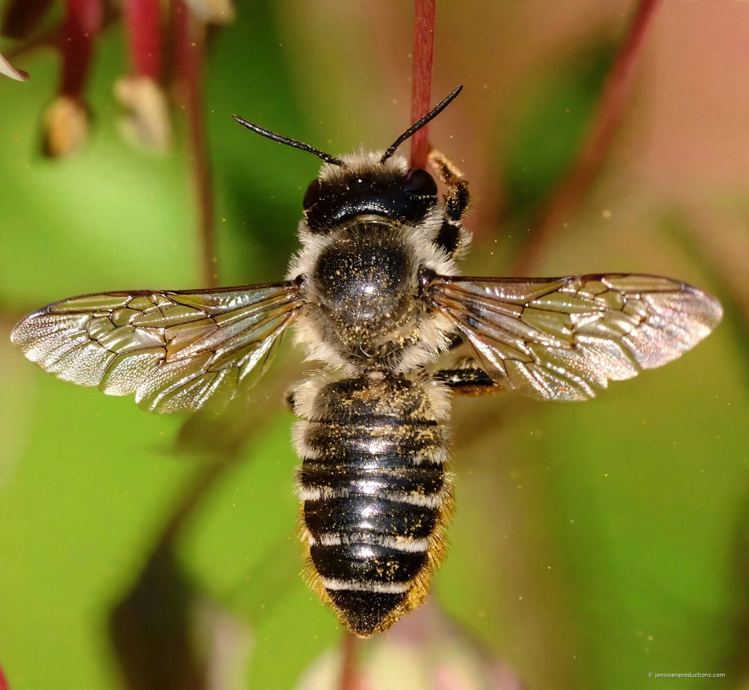 Leafcutter bee from above with all four wings spread flat