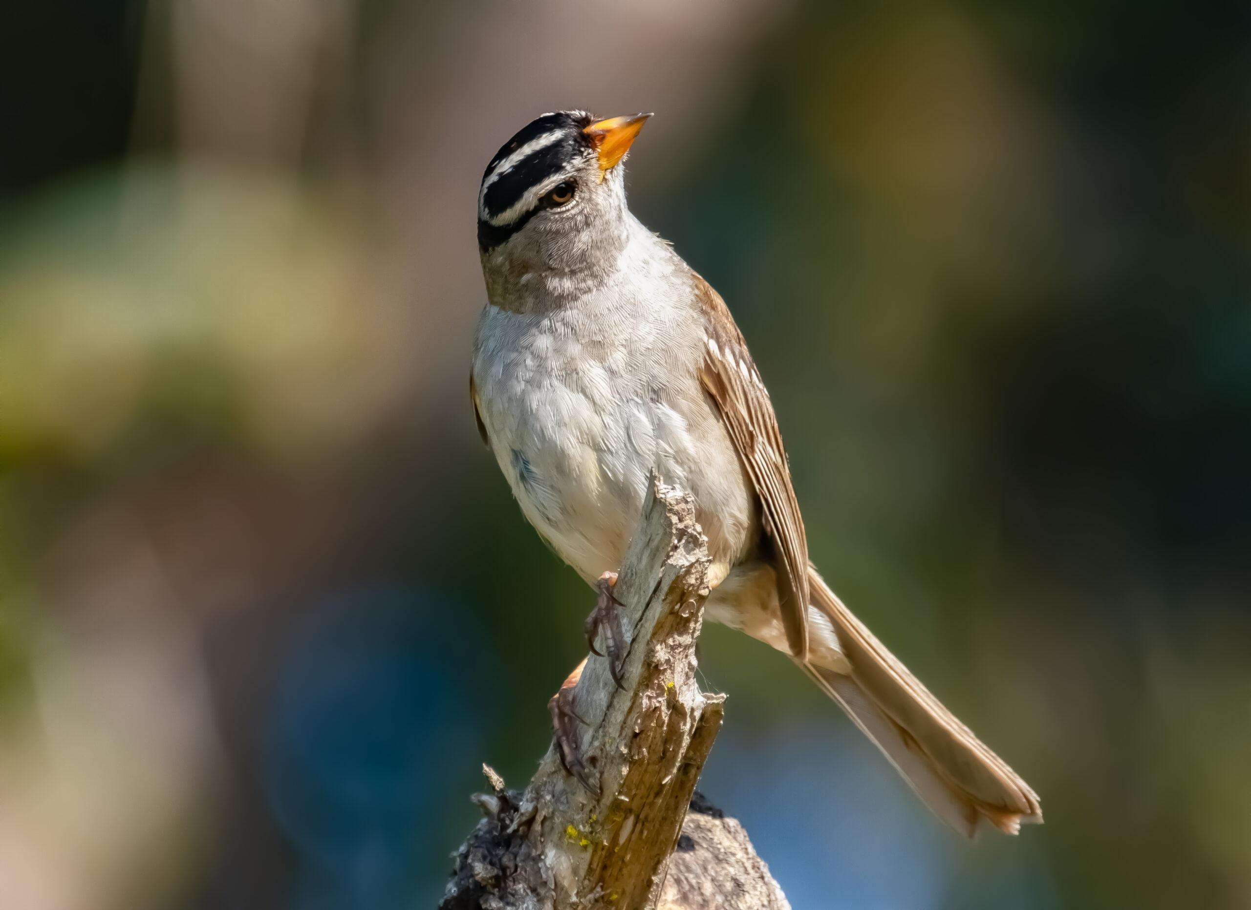 White-crowned Sparrow