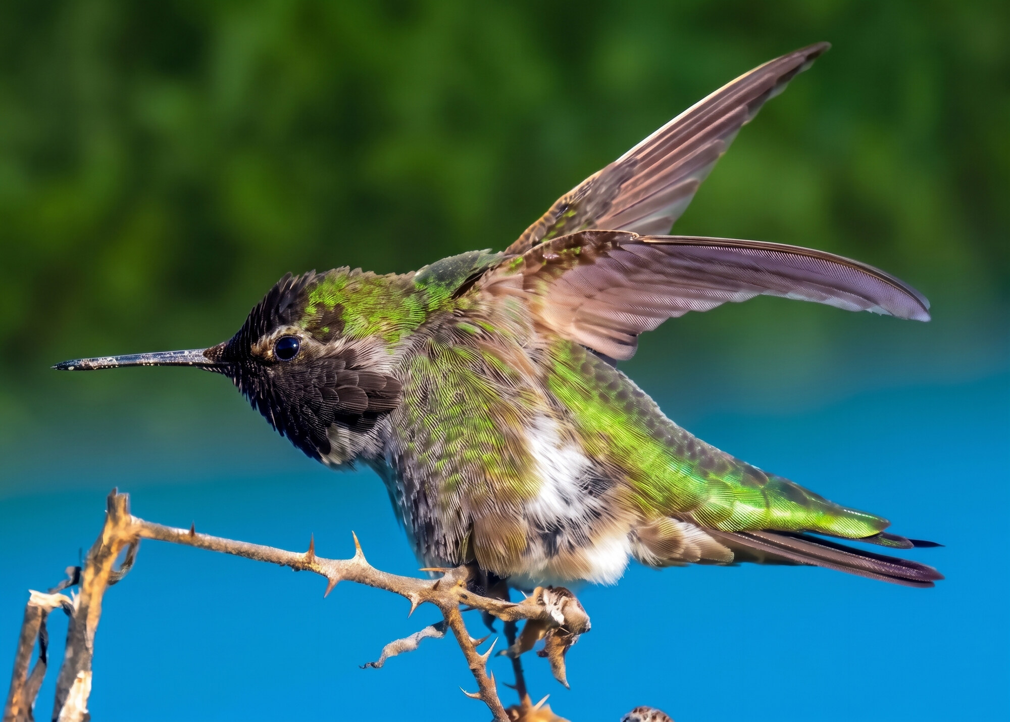 Hummingbird in flight with iridescent green feathers and a long beak, perched on a thorny branch against a blue sky.