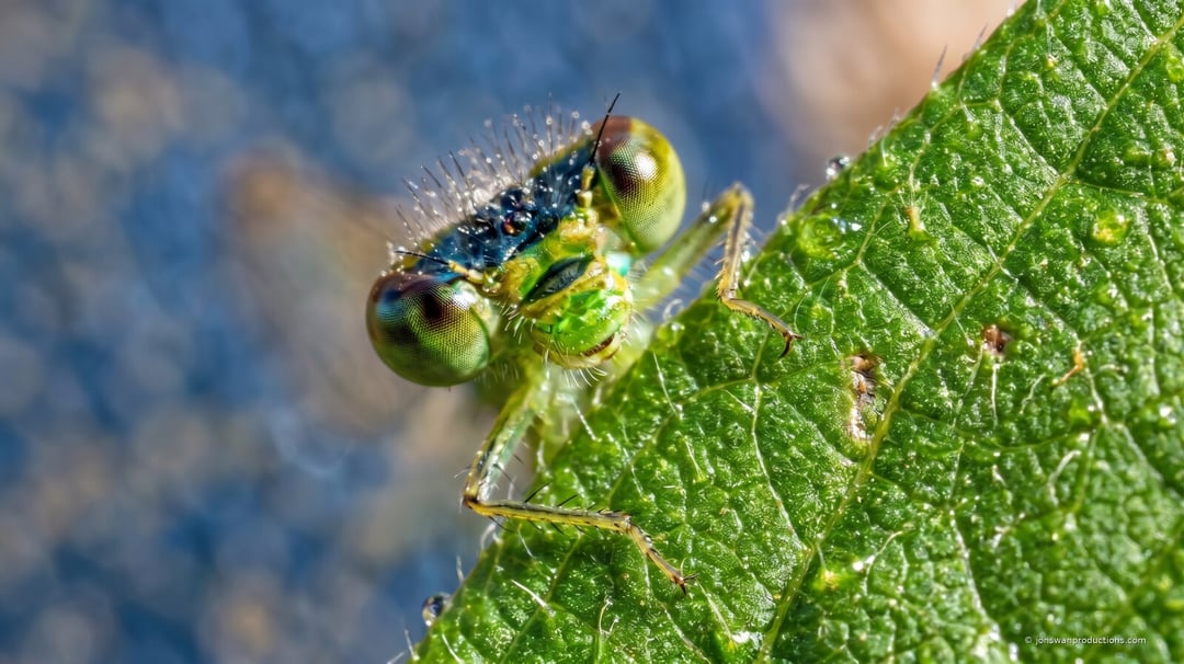Macro of a young damselfly peering over a leaf edge with iridescent green compound eyes