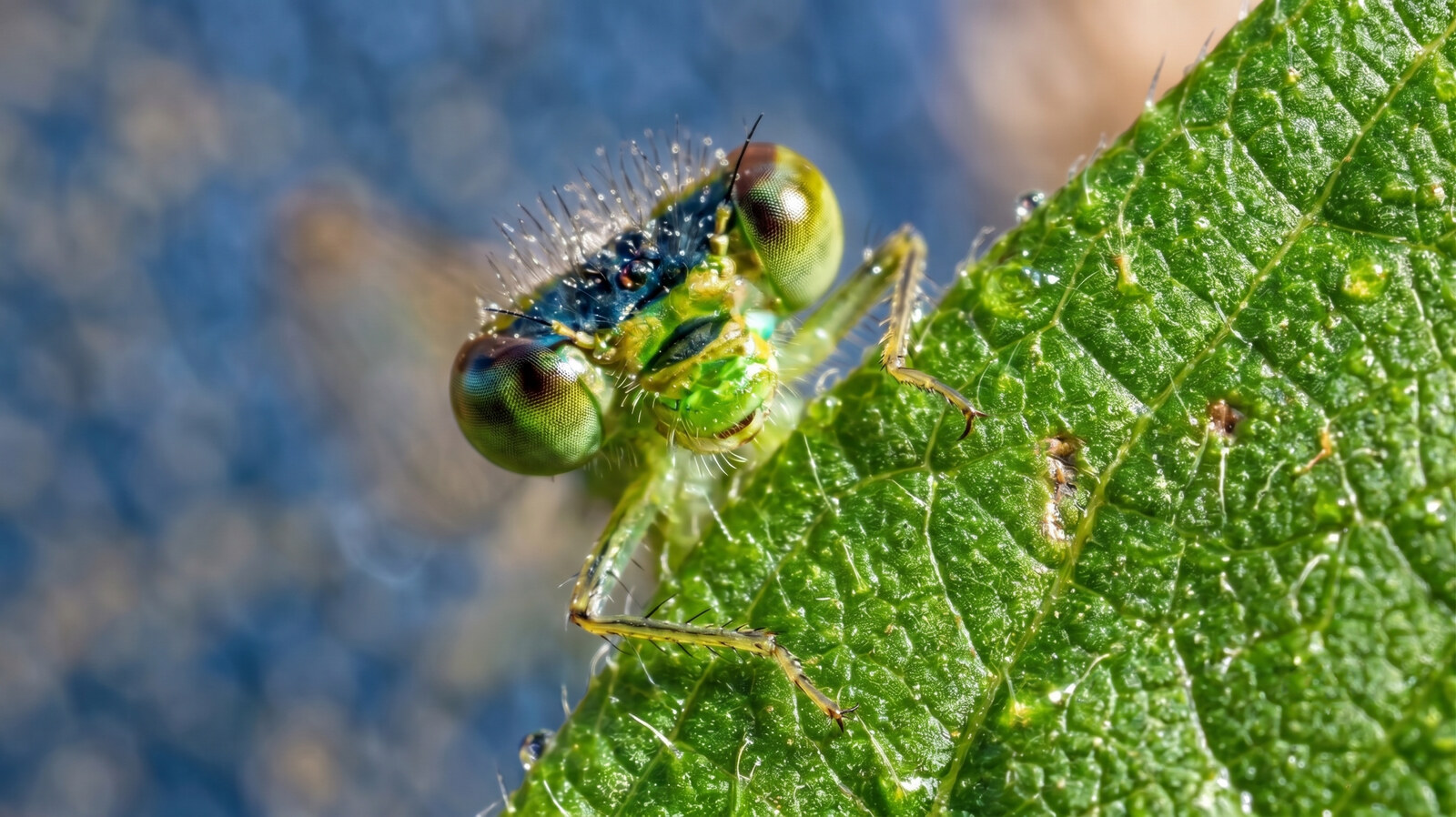 Macro of a young damselfly peering over a leaf edge, iridescent green compound eyes widely separated