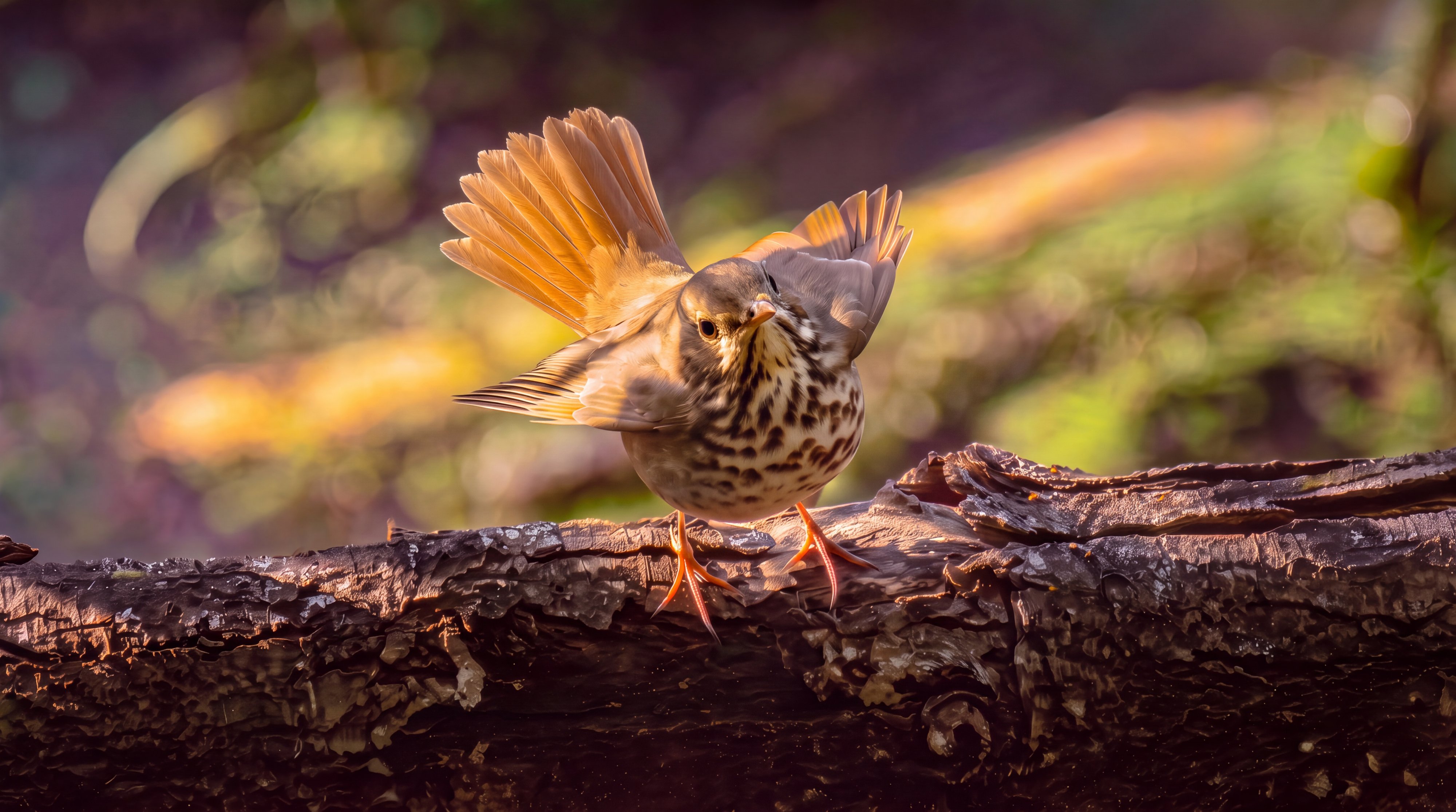 Hermit Thrush with its rufous tail fanned and raised, backlit so the red feathers glow against a browner back