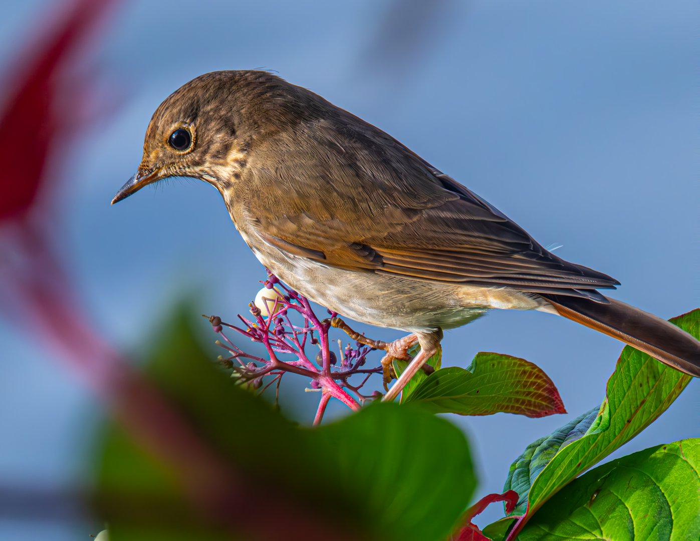  A Quiet Moment with a Hermit Thrush at Oaks Bottom Wildlife Refuge