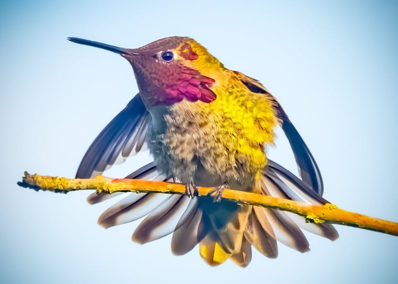 Anna’s Hummingbirds