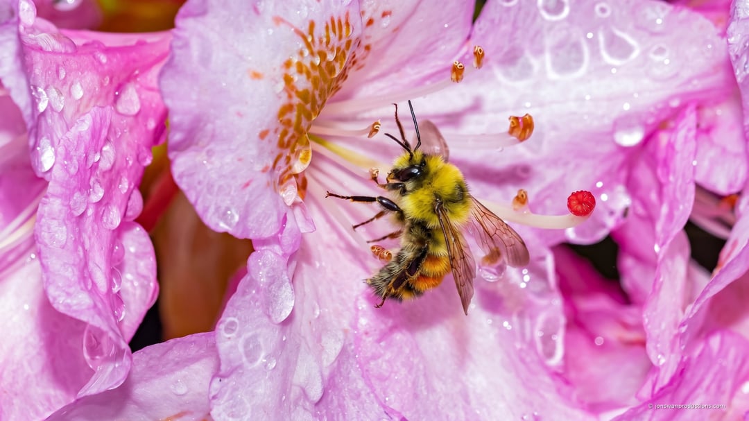 Black-tailed bumblebee on a rain-beaded pink rhododendron