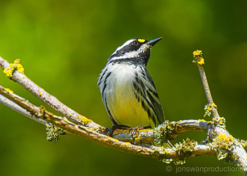 Black-throated Gray Warbler perched looking upward with yellow forehead patch by Jonathan Swanson