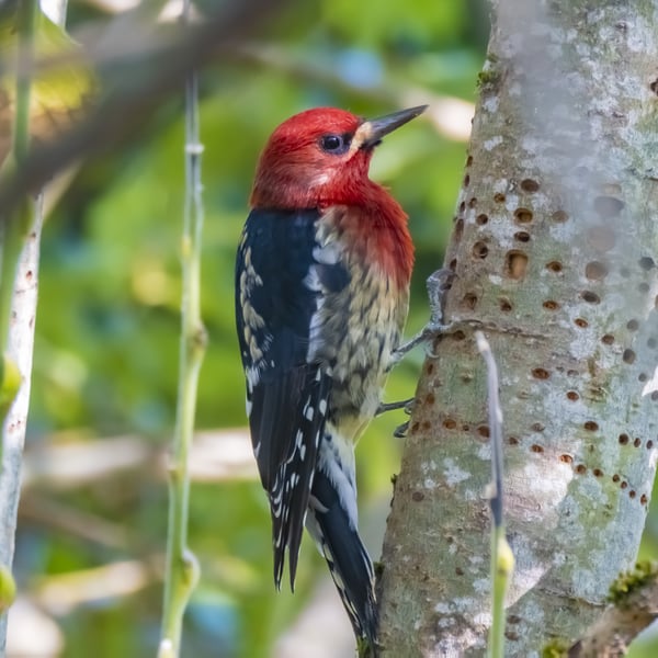 Discover the Fascinating World of Red-Breasted Sapsuckers