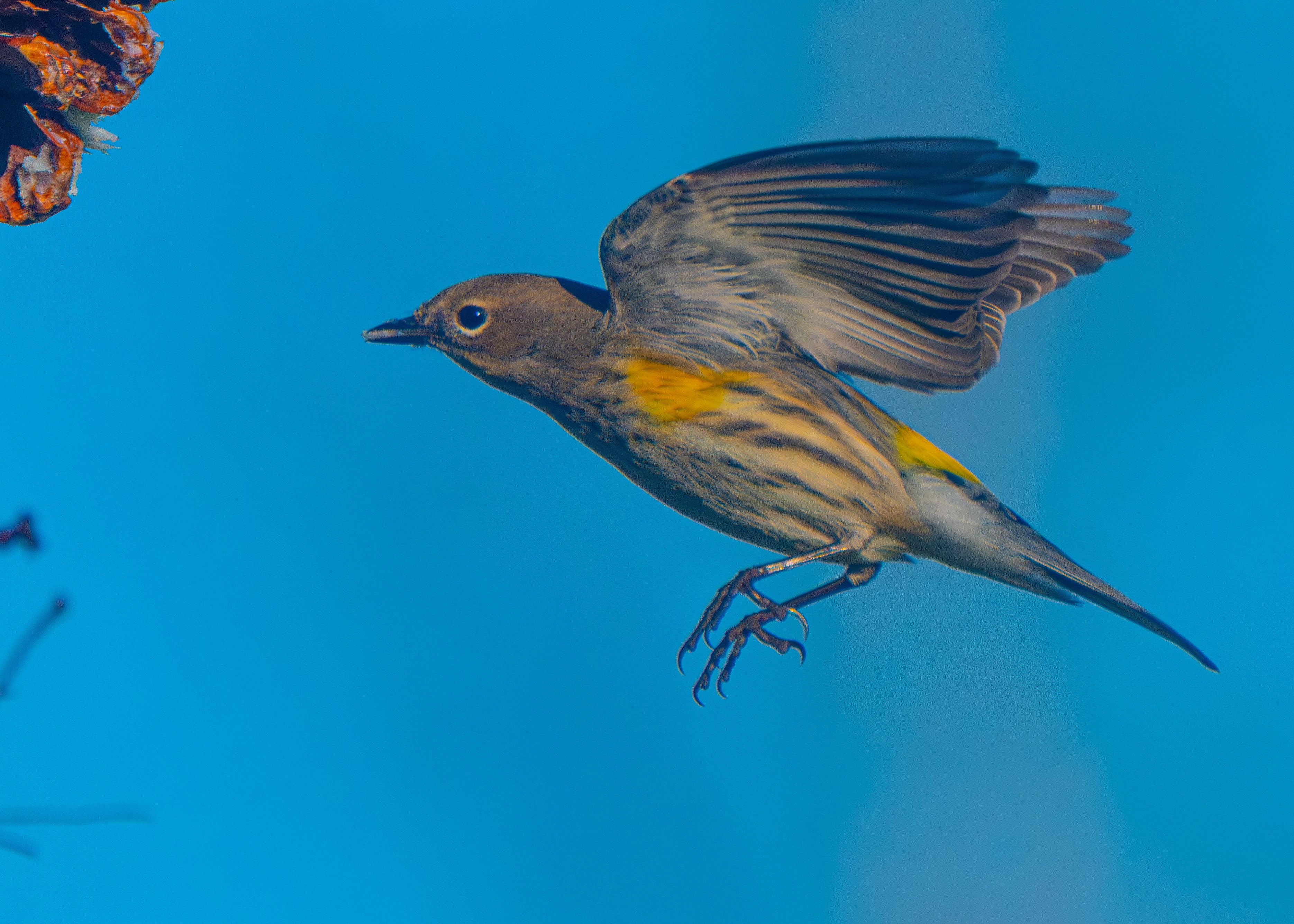 Yellow Rumped Warbler 