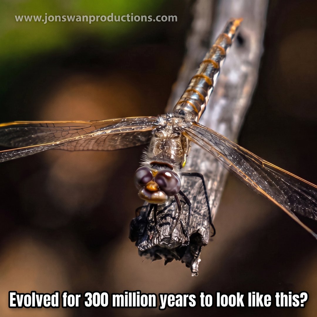 Dragonfly clinging to a stick, captioned Evolved for 300 million years to look like this?