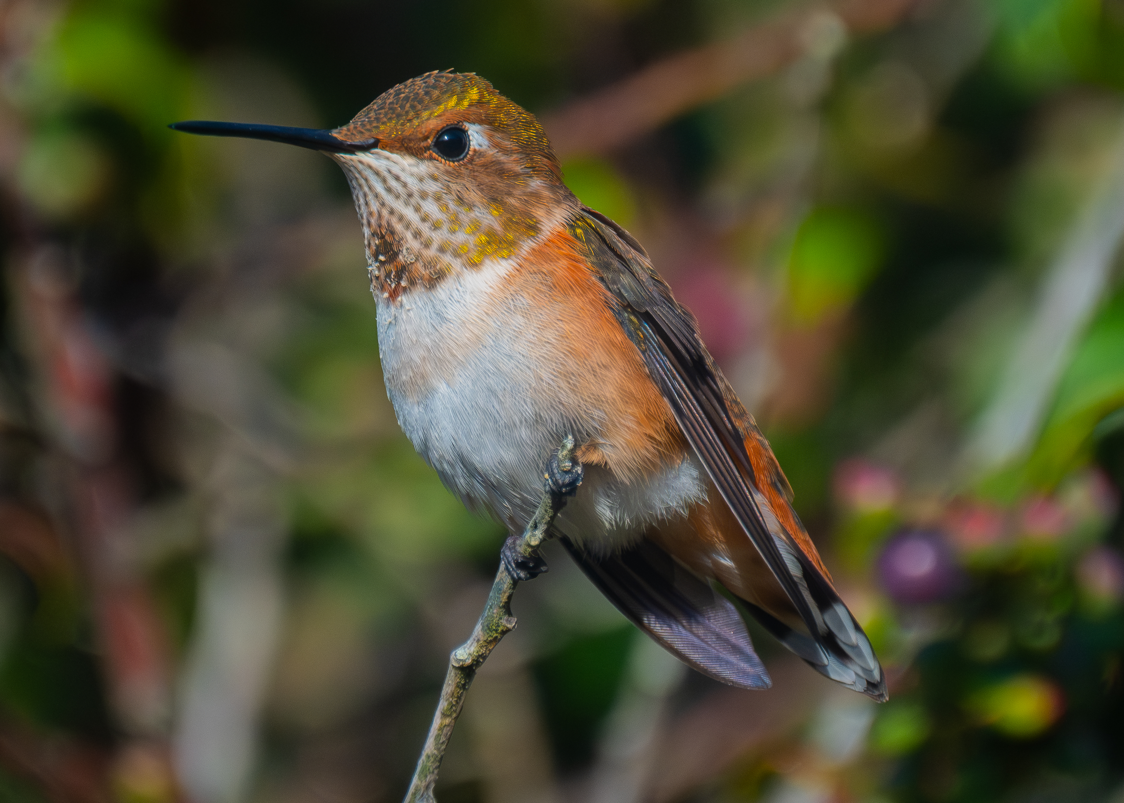 Rufous Hummingbird