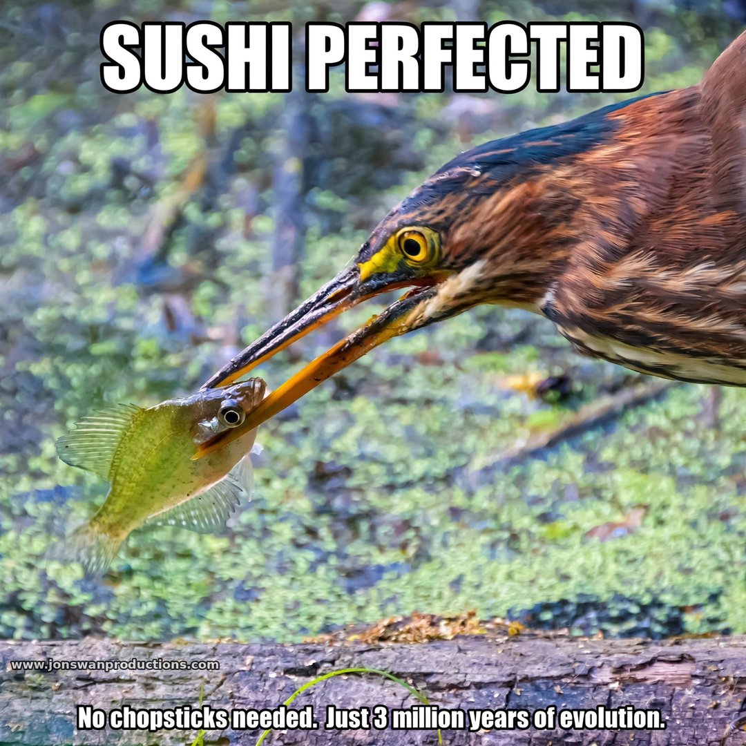 Green heron holding a small fish delicately in the tips of its bill like chopsticks, captioned Sushi perfected — no chopsticks needed, just 3 million years of evolution