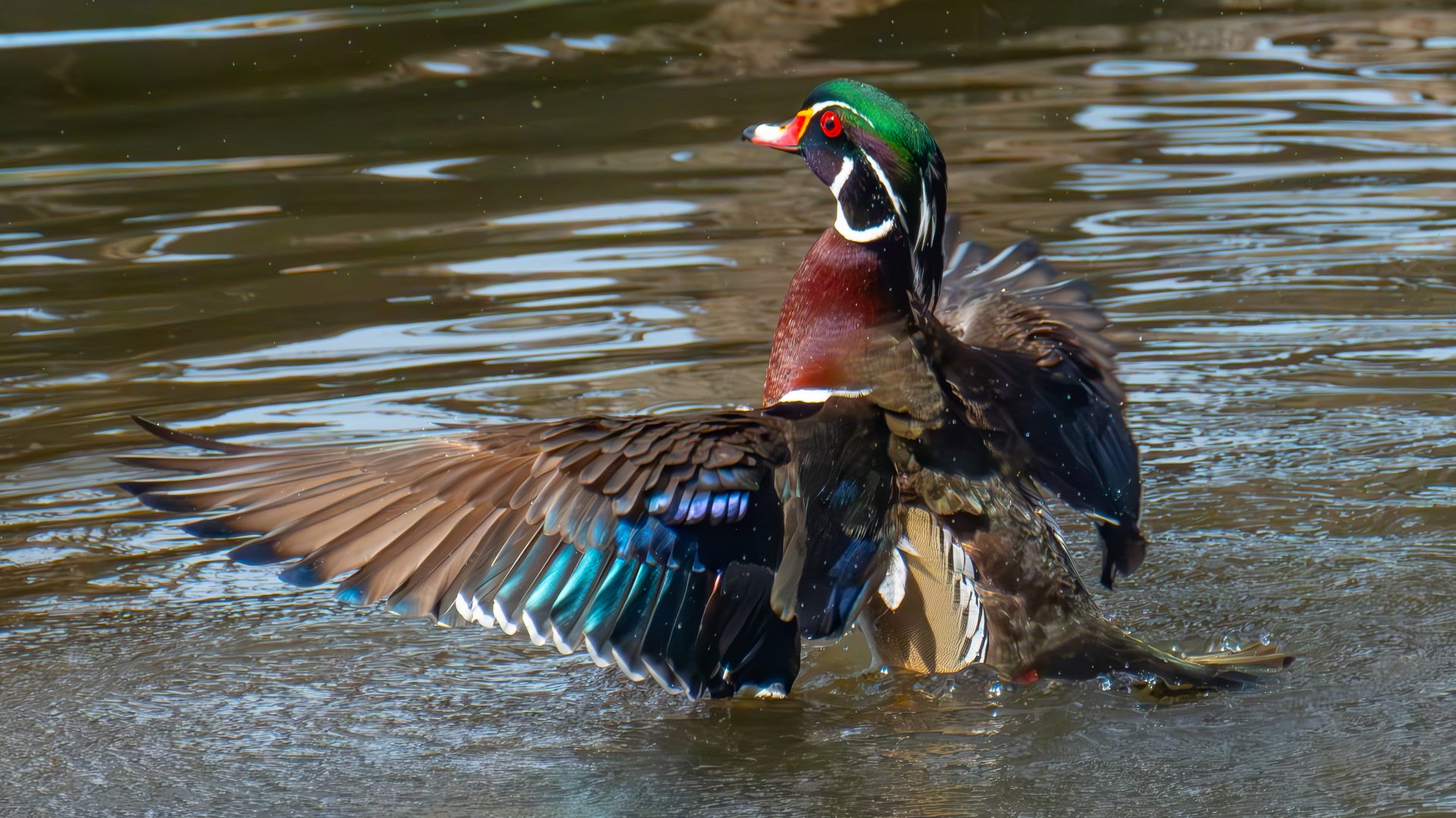 Male Wood Duck with wings spread showing iridescent colors at Oaks Bottom