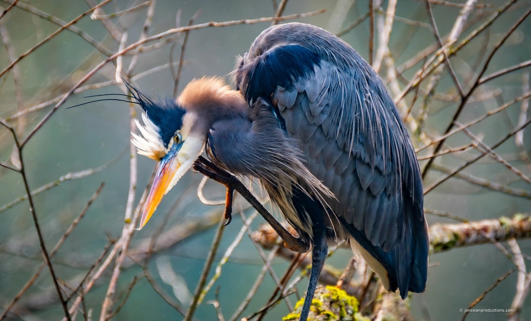 Great blue heron scratching its head with a raised foot in a pose like Rodin's Thinker