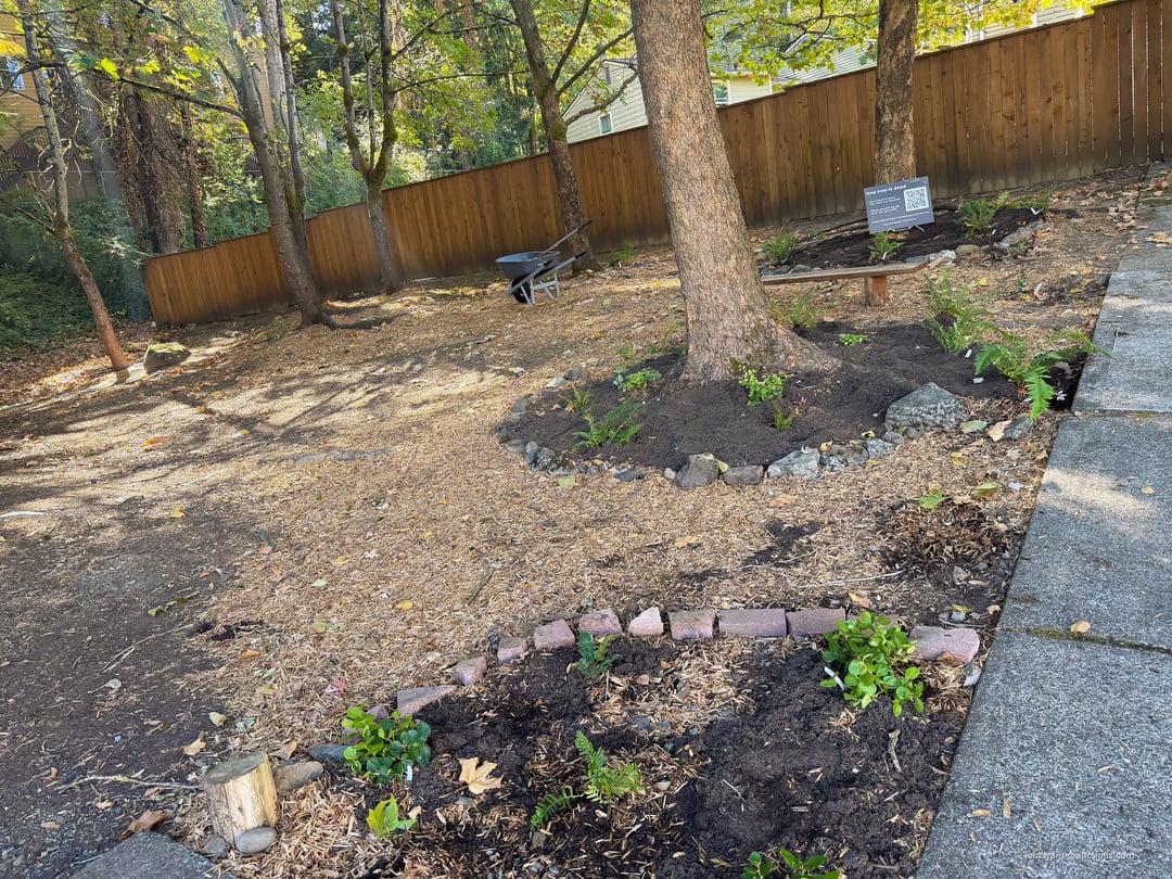 The restored ground in October: beds of sword fern edged with salvaged stone, wood chips, a wooden bench and an interpretive sign under the maples
