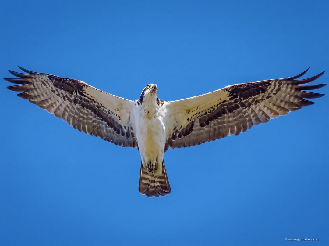 Osprey directly overhead with wings fully spread and tail fanned against clean blue sky