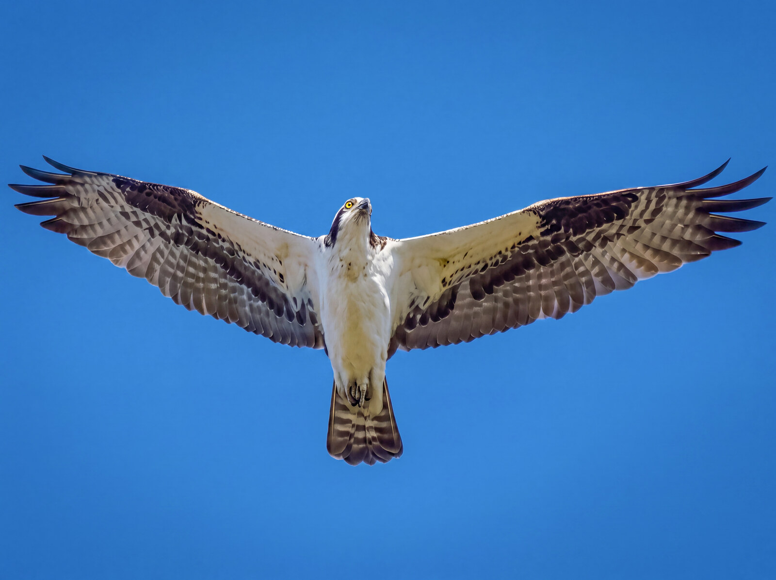 Osprey directly overhead with wings fully spread and tail fanned against blue sky