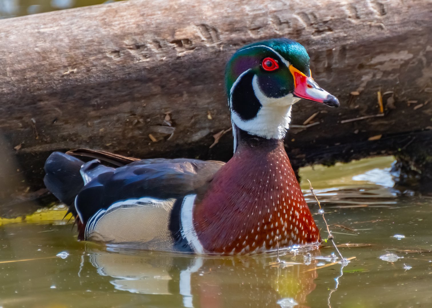 The Majestic Male Wood Duck: A Treasure of Oaks Bottom Wildlife Refuge