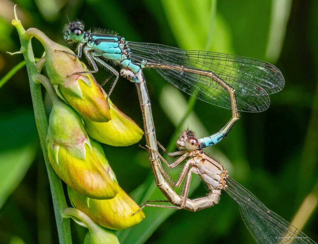 Turquoise male and pale tan female damselfly in the mating wheel on yellow pea flowers