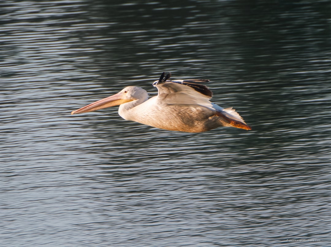 American White Pelican gliding low over the water in profile, wings held wide and motionless, feet tucked