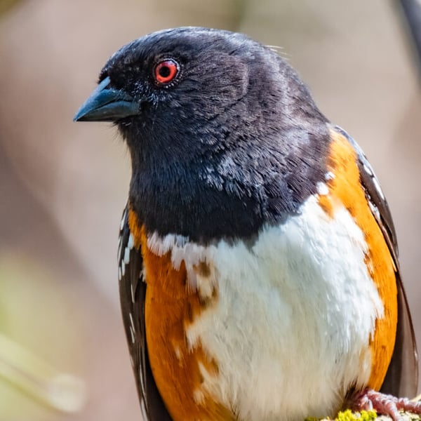 Springtime Splendor: The Spotted Towhee’s Courtship Dance
