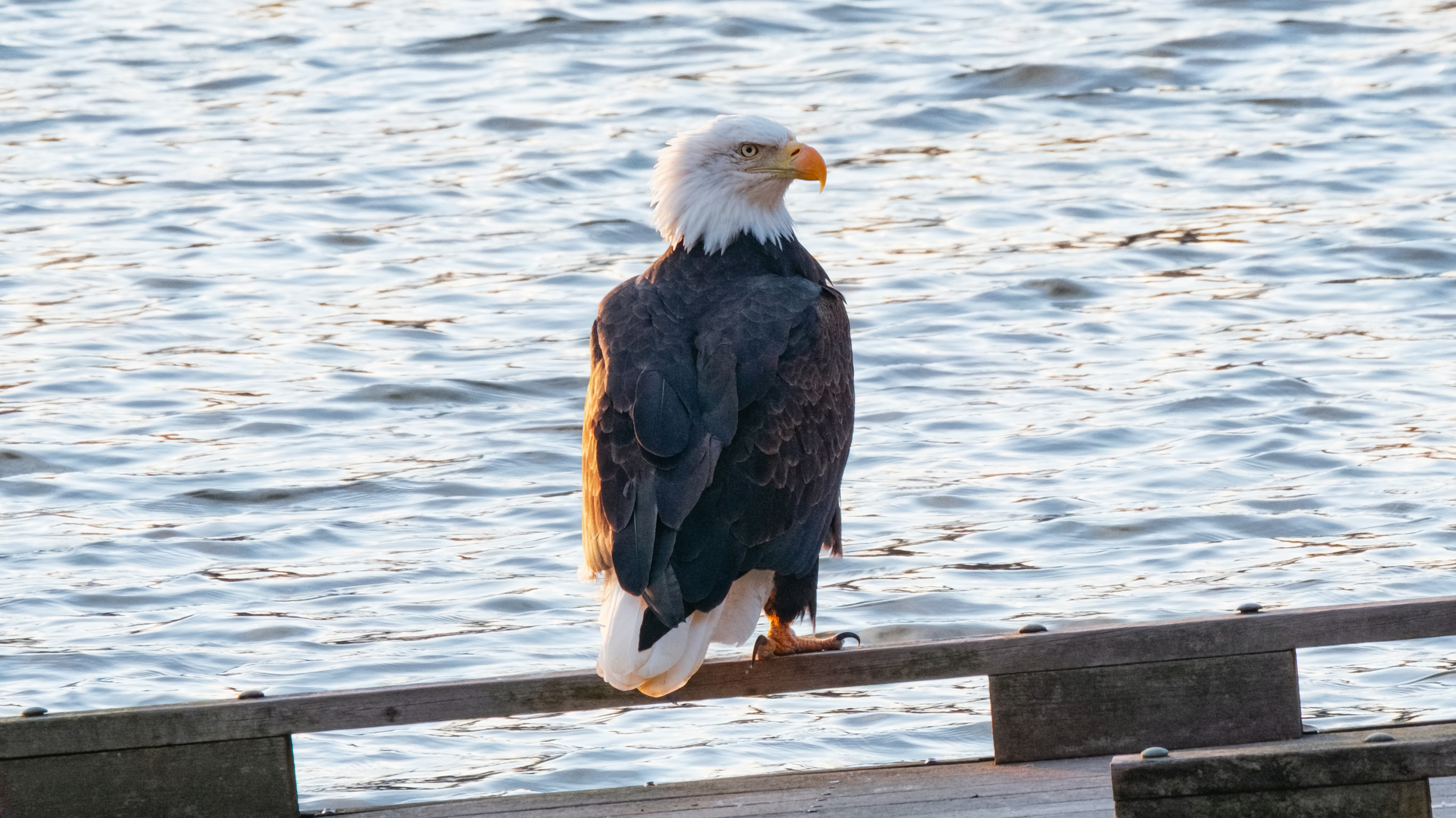 An adult Bald Eagle with a clean white head and tail, perched on a wooden dock rail with the lake behind it in low evening light