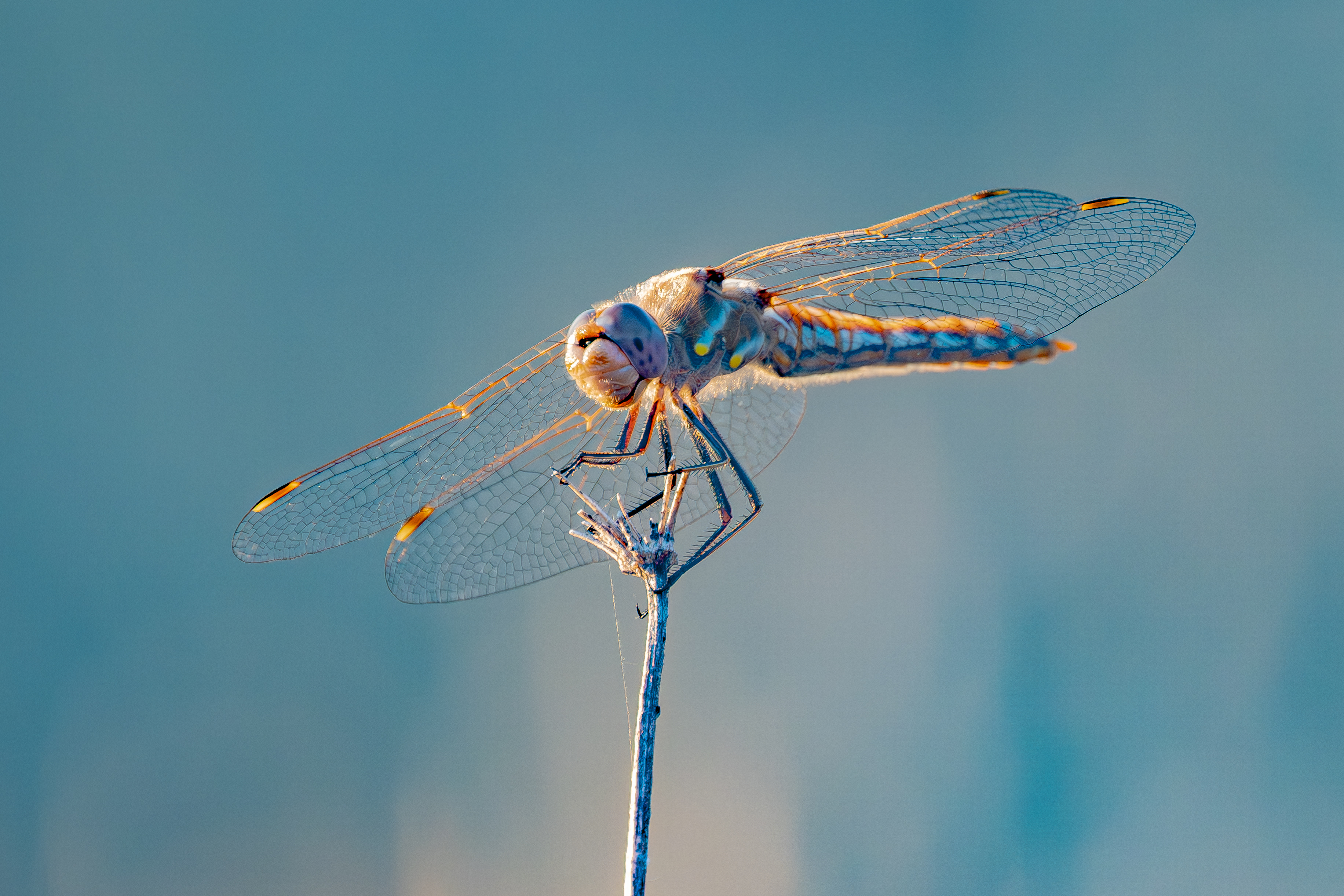 Dragonfly