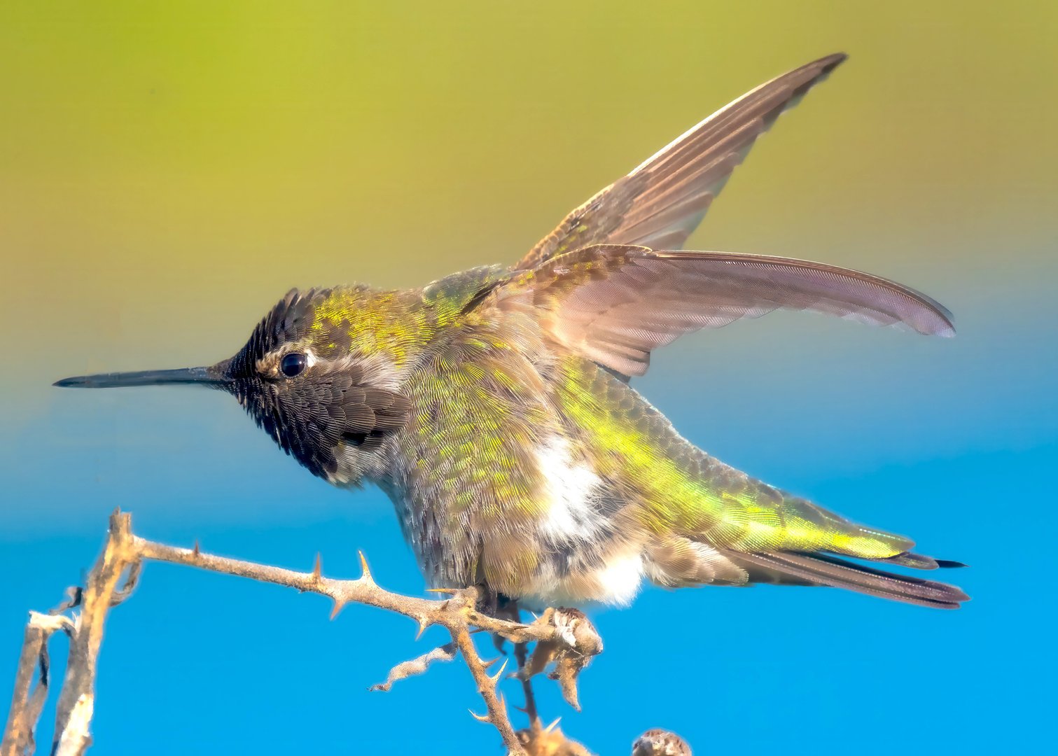 Anna’s Hummingbird – Green & Blue
