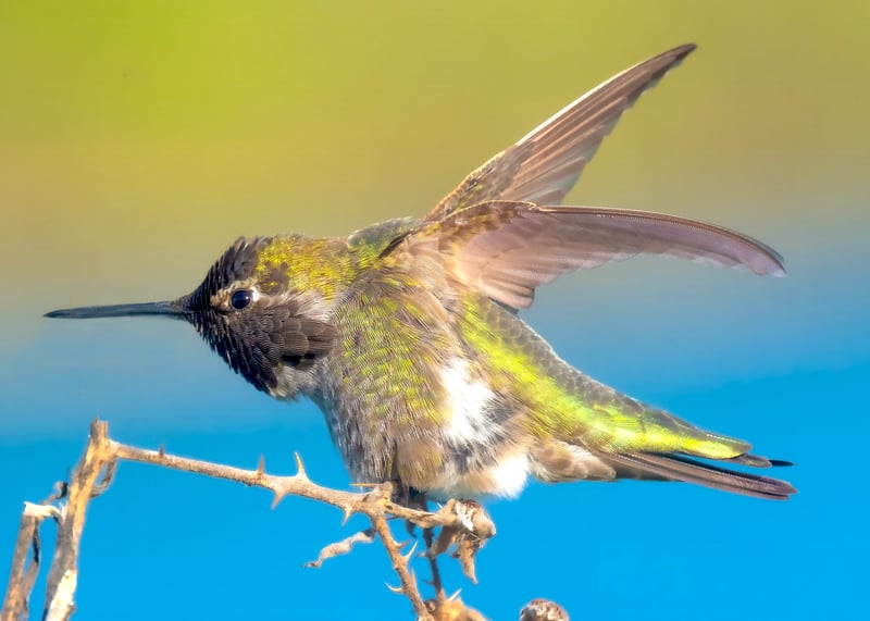 Anna's Hummingbird - Green & Blue