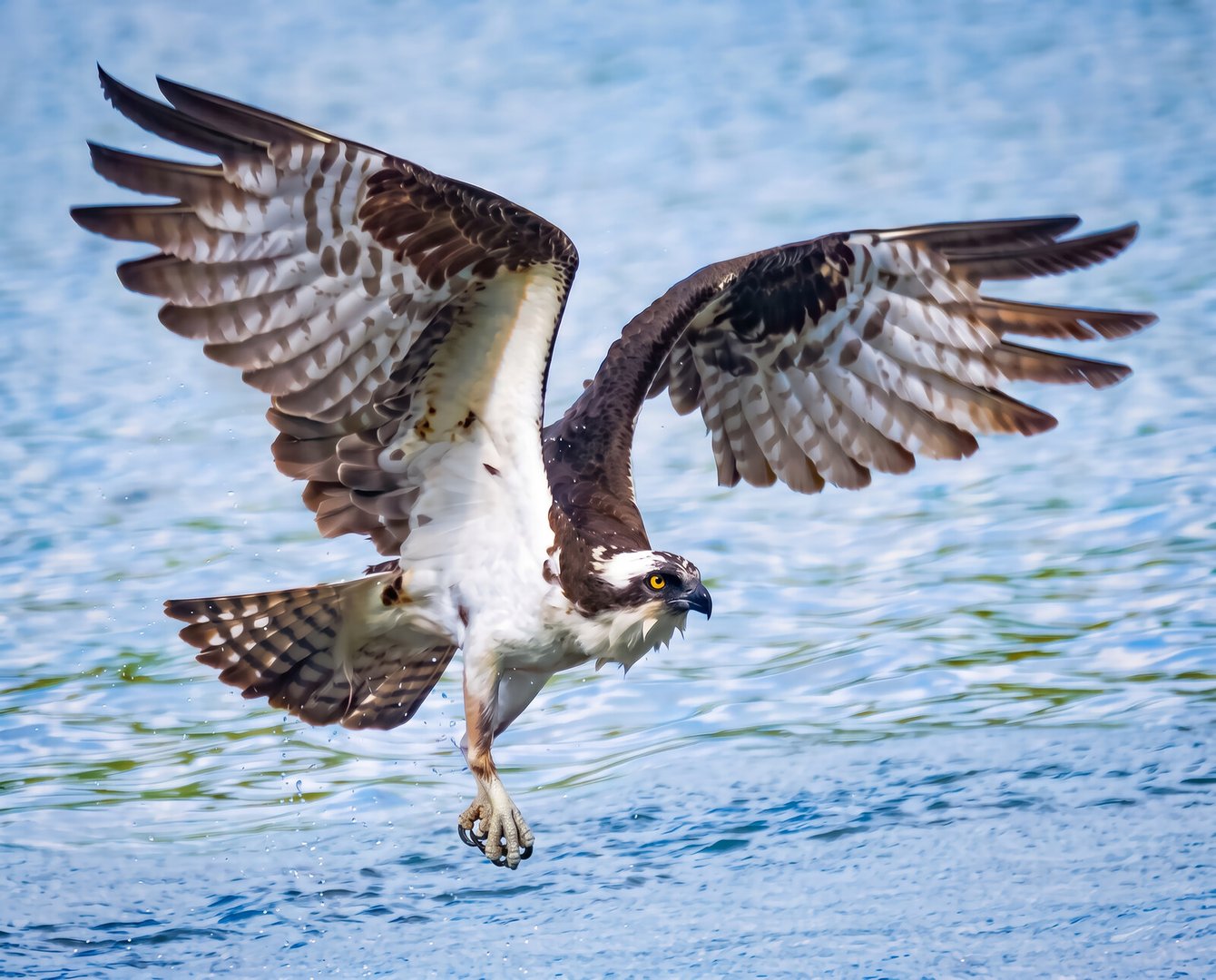 The Ospreys of the Willamette