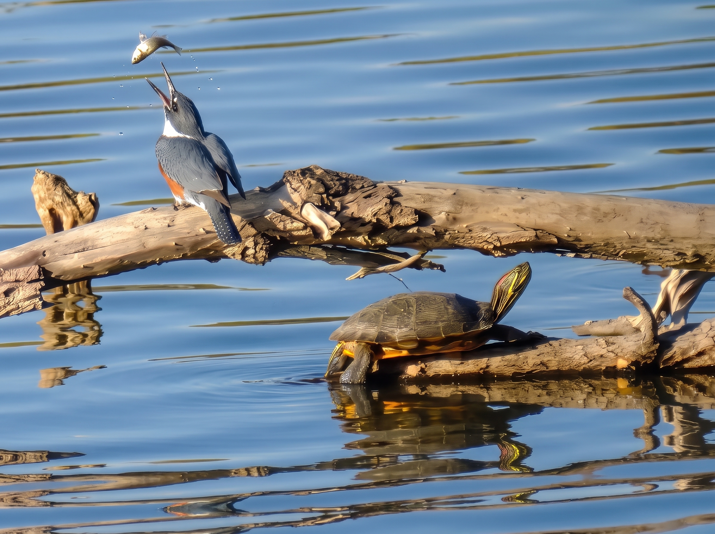 A female Belted Kingfisher on a log with a small fish in mid-air above her open bill, the turtle beside her