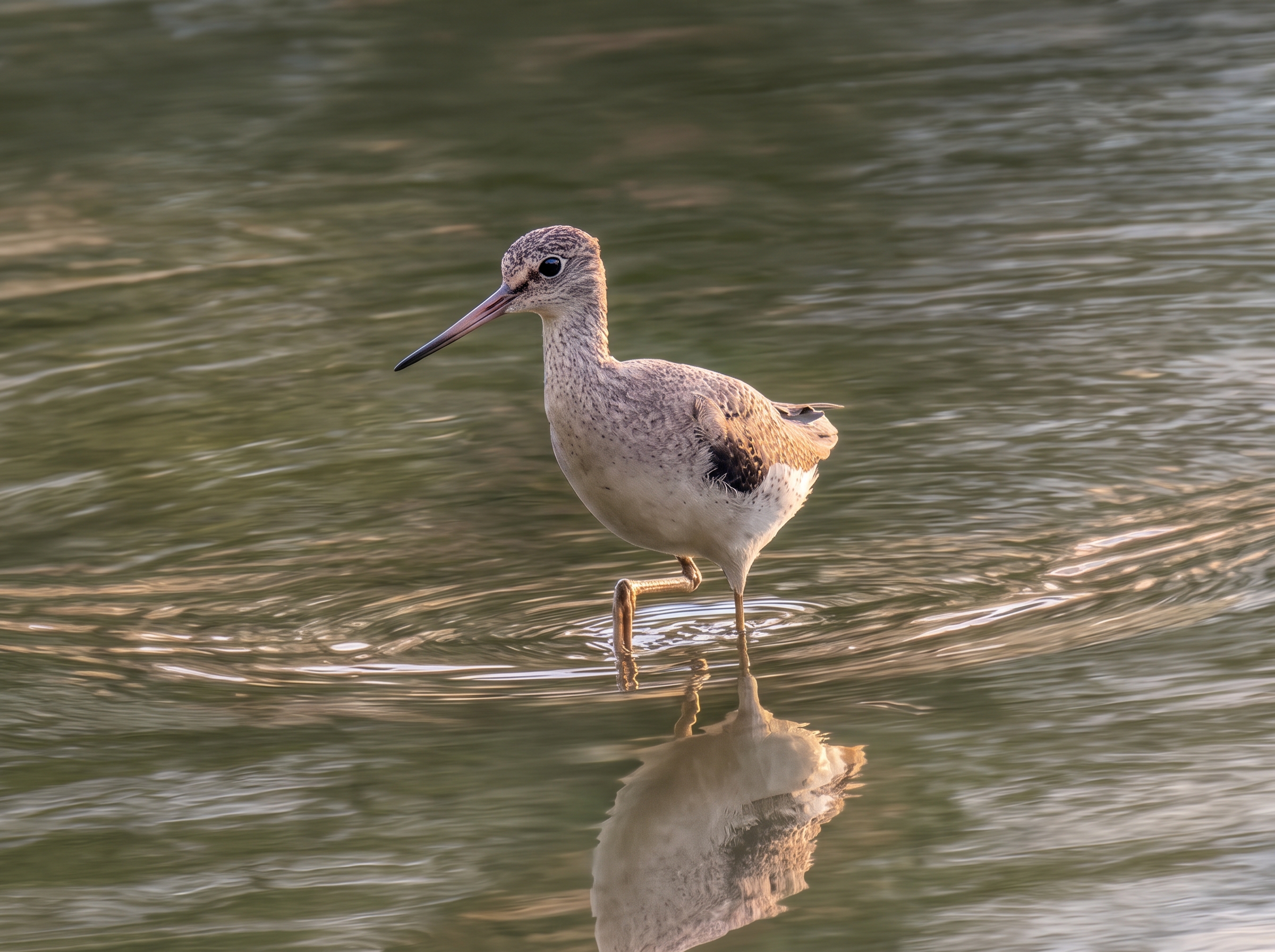 A Greater Yellowlegs standing in shallow water in low evening light, shown in profile with its long bill and bright yellow legs