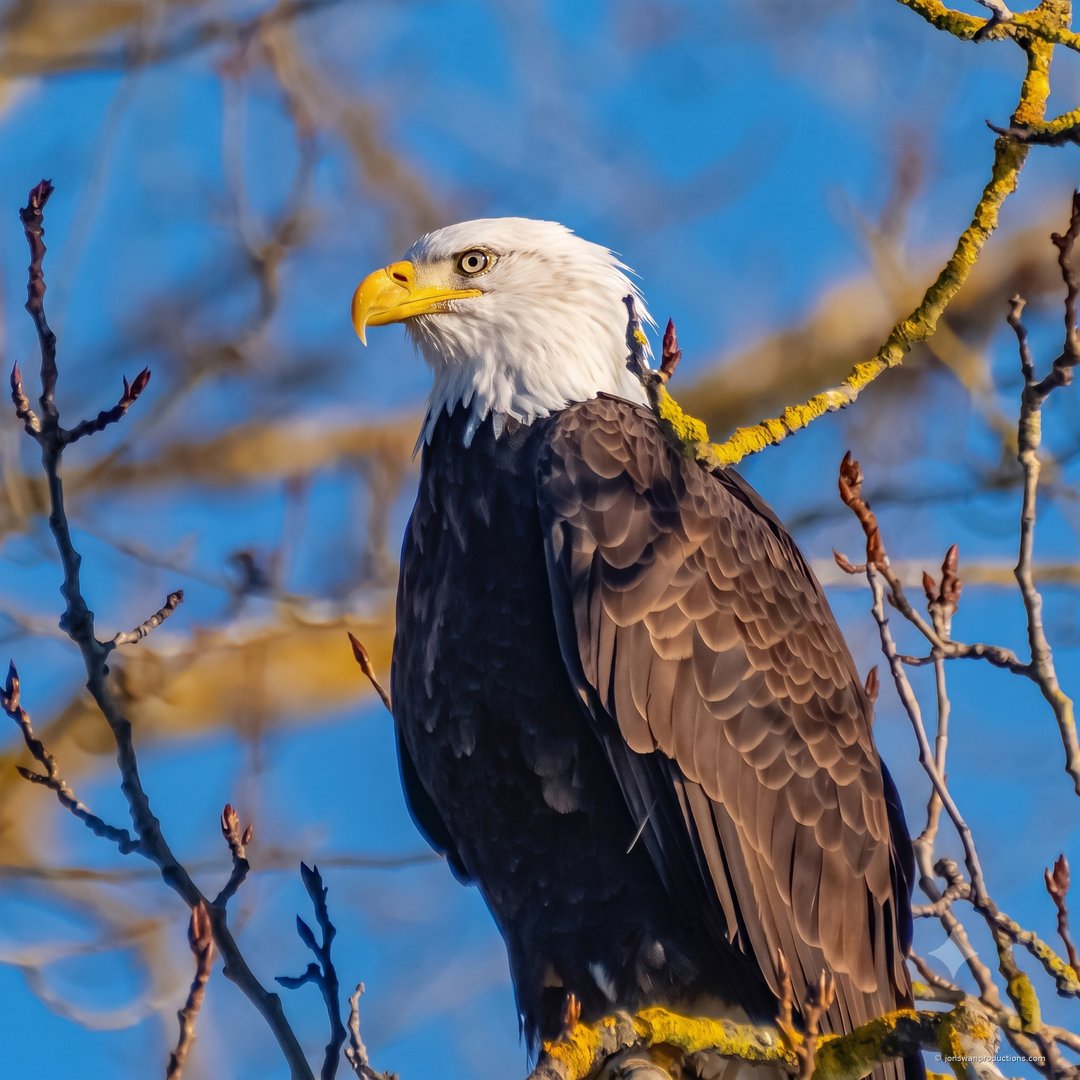 Adult bald eagle perched in profile among bare lichen-covered branches against a blue sky